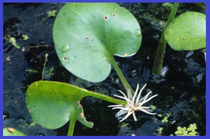 Luar Biasa Jenis Tumbuhan Hidrofit Adalah Bunga Hias